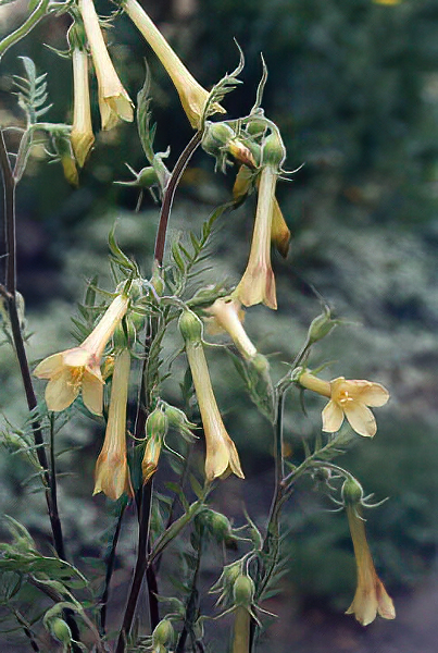 Polemonium pauciflorum photo